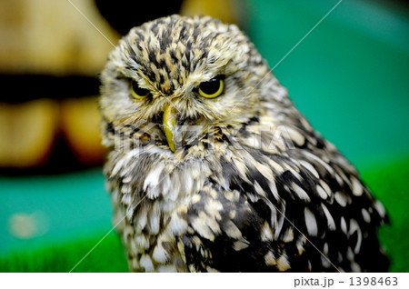 富士花鳥園での撮影 1398463