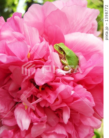 牡丹 カエル 花の写真素材