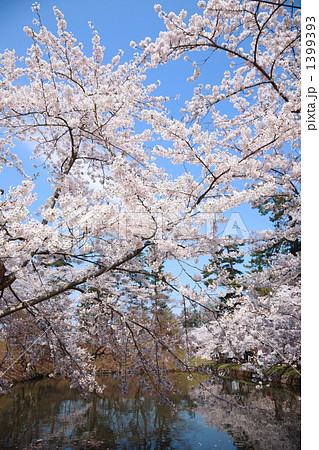 水辺の桜 水辺の桜 1399393