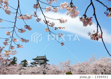 桜と弘前城 1399401
