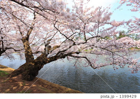 水辺の桜 1399429