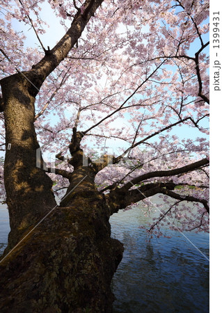 水辺の桜 水辺の桜 1399431