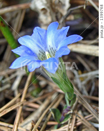 背が低く踏んでしまいそうなハルリンドウ 1399768