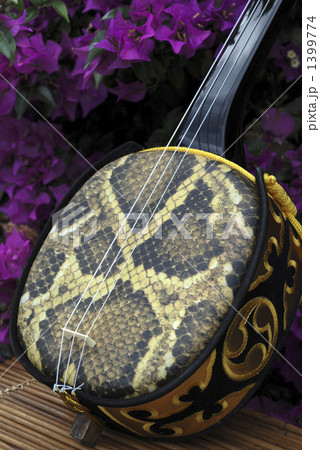 沖縄の伝統楽器・三線とブーゲンビレア 1399774