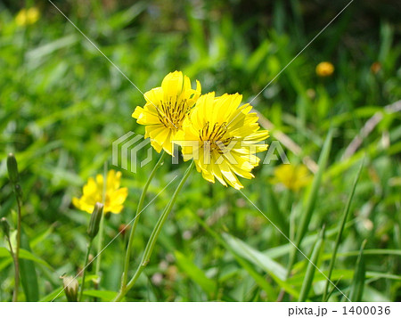 ジシバリ 1400036