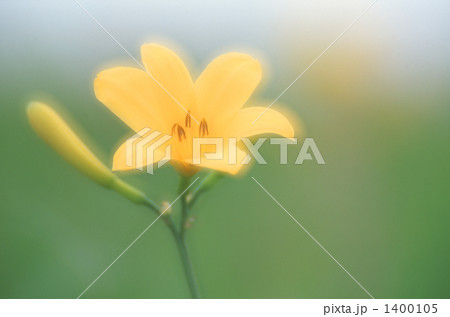 ニッコウキスゲ 1400105