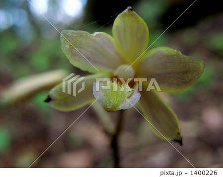 無葉蘭（ムヨウラン） 指定植物 1400226