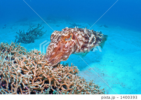 コブシメ 1400393