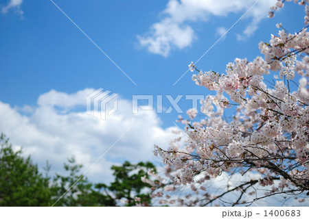 桜 1400683