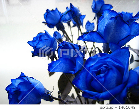 Blue Rose 1401048