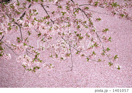 桜と花いかだ 1401057