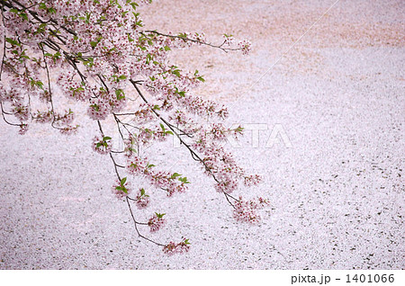 桜と花いかだ 桜と花いかだ 1401066