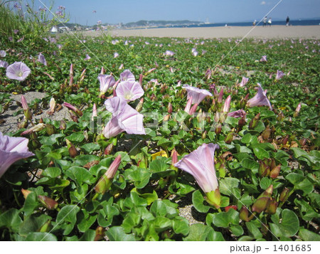 浜昼顔 浜昼顔 1401685
