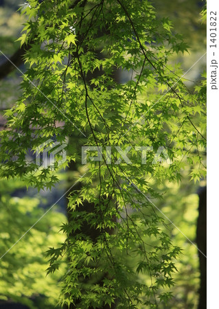 香嵐渓の春 1401822