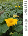 1401851