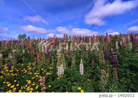 ルピナスの丘 1402011