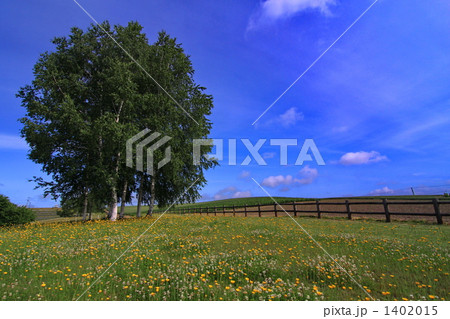 草原の白樺 1402015