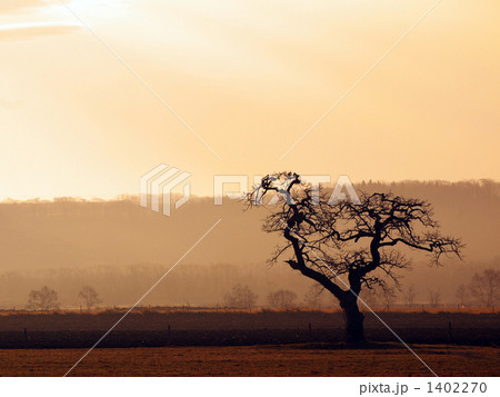 釧路湿原の巨木 1402270