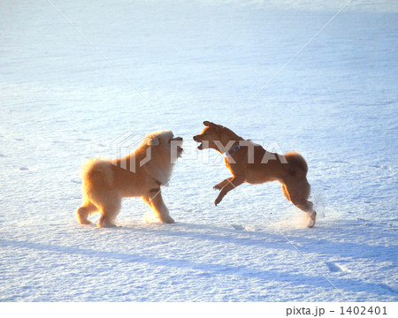 じゃれあう２匹の犬 1402401