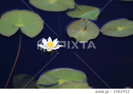 ヒツジソウ 1402452