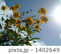 真夏 1402649