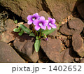 足元に咲く花 1402652