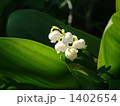 可憐な白 1402654