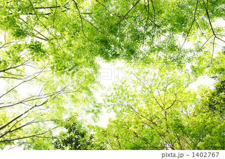 新緑 1402767
