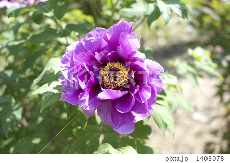 八千代椿 ボタン 八千代椿 ボタン 1403078