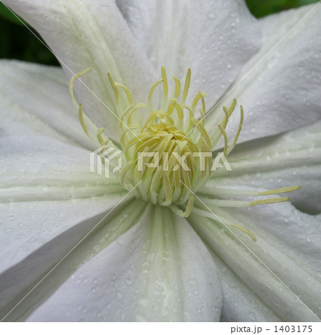 熱帯植物　大輪 1403175