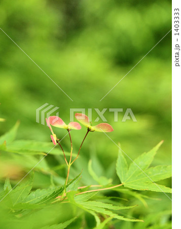 もみじの種 もみじの種 1403333