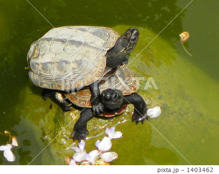 天を仰ぐスッポン兄弟 天を仰ぐスッポン兄弟 1403462