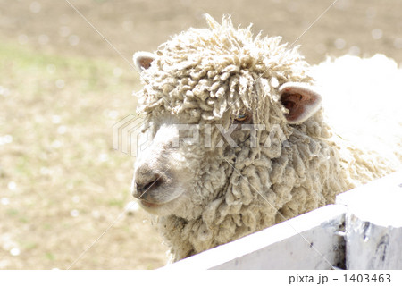 ぼーっとしてるヒツジ ぼーっとしてるヒツジ 1403463