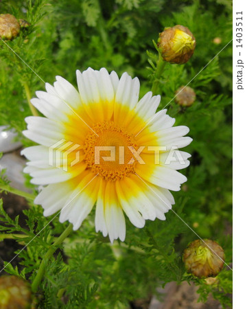 春菊の白い花 1403511