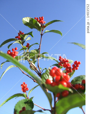 常緑の小低木 秋に丸い赤い実を付ける正月の切り花 青空の千両の写真素材