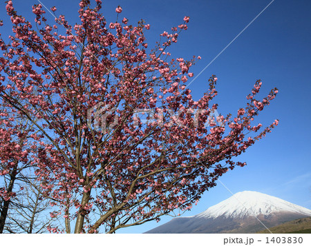 八重桜と富士山 八重桜と富士山 1403830