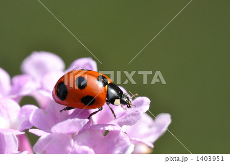 ナナホシテントウ 1403951