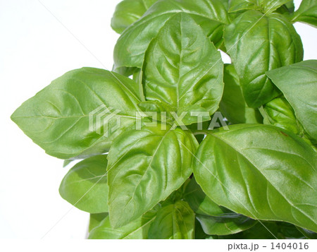 バジル 1404016