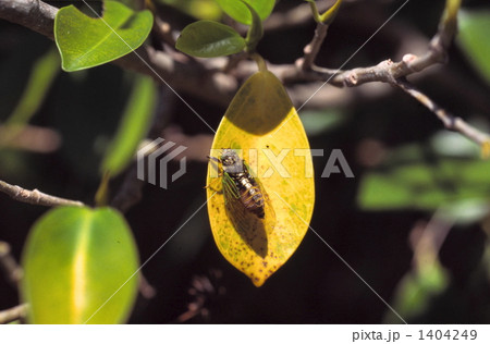 イワサキクサゼミ 1404249