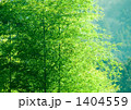 とある山村の竹林 1404559