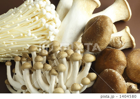 キノコ 1404580