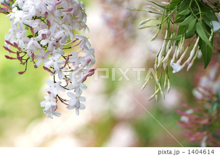 ジャスミン 1404614