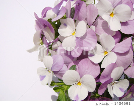 中輪パンジー 1404691