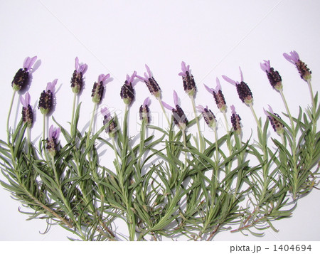 フレンチラベンダー 1404694