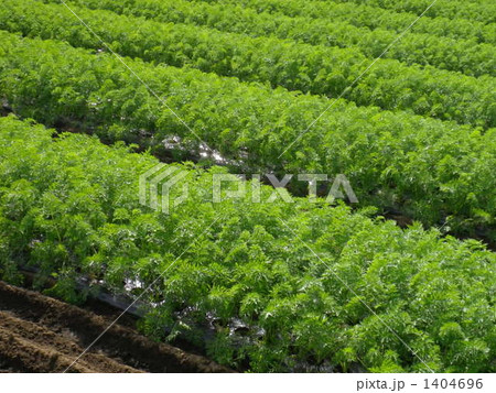 にんじん畑 1404696