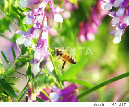 蜜蜂 蜜蜂 1404817