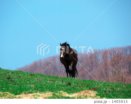 サラブレッド銀座で(1) サラブレッド銀座で(1) 1405013