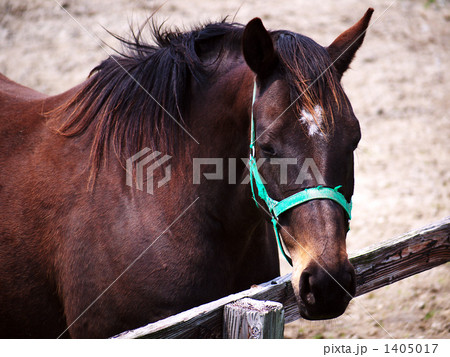 サラブレッド銀座で(3) サラブレッド銀座で(3) 1405017
