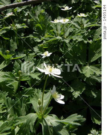 二輪のニリンソウ 1405144