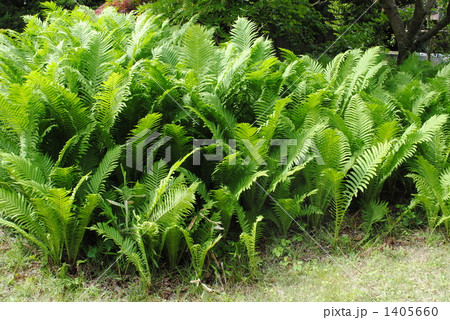 草ソテツの群生 1405660